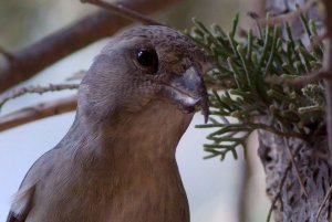 Crossbill