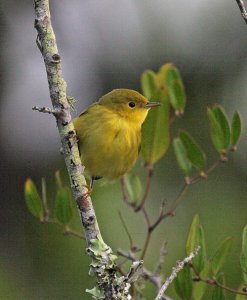 Yellow Warbler