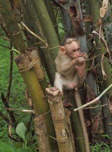 In a bamboo forest!