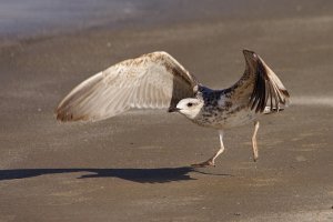 Gull's Take Off!