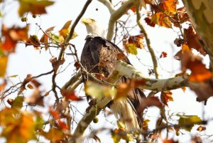 Bald Eagle