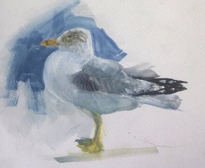 Ring Bill Gull study