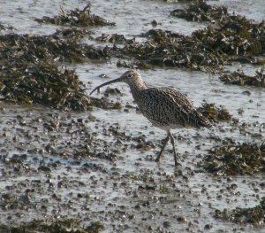 Curlew