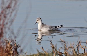 Grey Phalarope