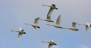 Whooper flyover