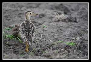 Upland Sandpiper