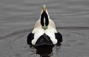 Common Eider