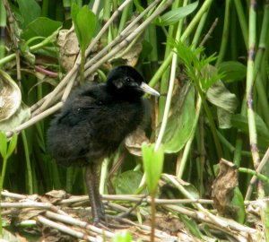 Baby Water Rail