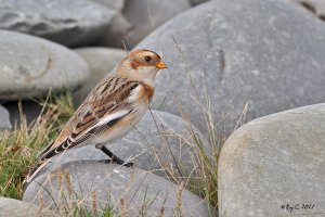 Snow Bunting