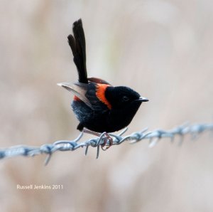 Red-backed Fairywren