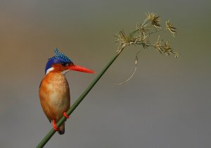 Malachite Kingfisher