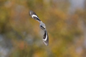 Great Grey Shrike - Cannock Chase