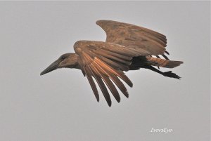 Hamerkop