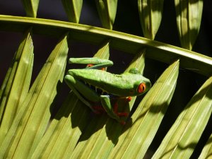 Red-eyed Tree Frog