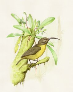 Slaty-headed Longbill watercolor