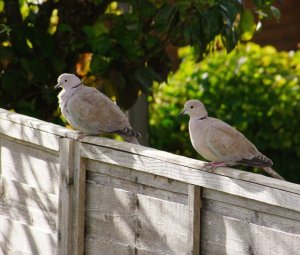 Collared dove