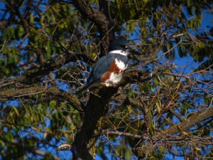 Belted Kingfisher