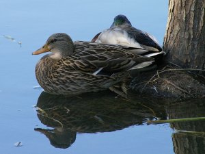 Mallards in a Beaver pond.