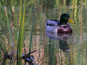 Mallard in a Beaver pond.