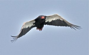 BATELEUR