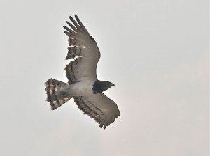 BLACK-BREASTED SNAKE EAGLE