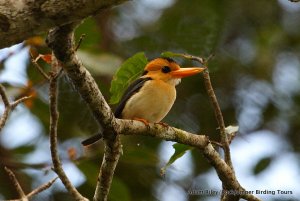 Yellow-billed Kingfisher