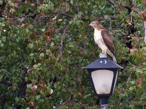 Red-tailed Hawk in Dallas, Texas