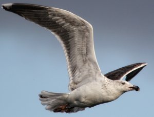 The Seagull