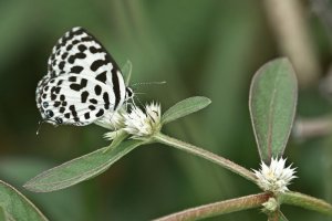 The Common Pierrot