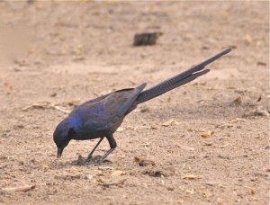 LONG-TAILED GLOSSY STARLING