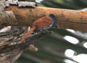 PARADISE FLYCATCHER