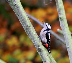 Great Spotted Woodpecker