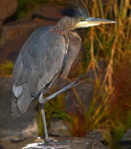 Great Blue Heron