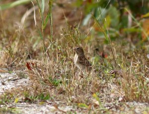 Field Sparrow