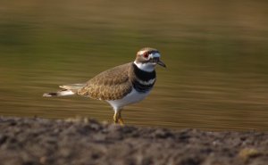 Killdeer