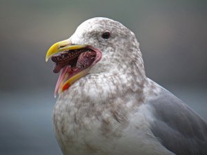 Herring Gull