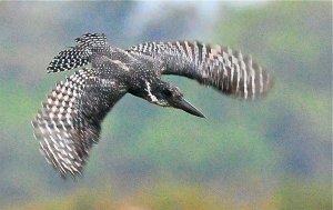 GIANT KINGFISHER