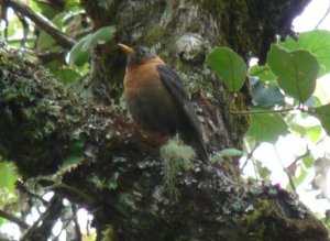 Rufous-collared Thrush