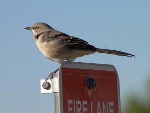 Northern Mockingbird in Dallas, Texas