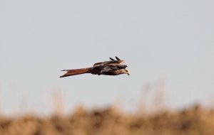 Red Kite