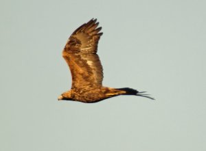 Golden Eagle (sub-adult)