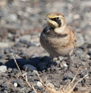 Horned Lark