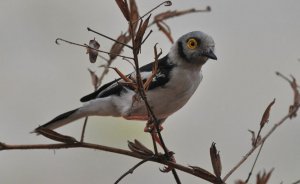 WHITE-CRESTED HELMET SHRIKE