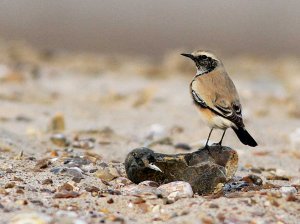 Desert Wheatear