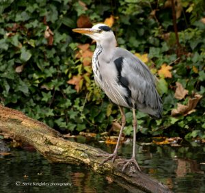 Grey Heron