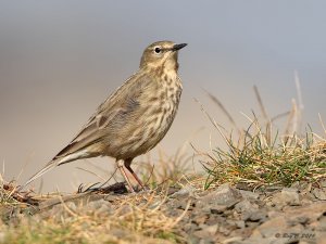 Rock Pipit