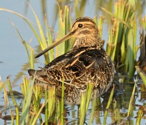 SNIPE IN THE EVENING