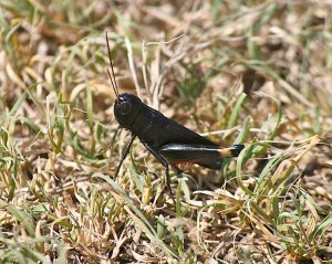 Ebony Grasshopper