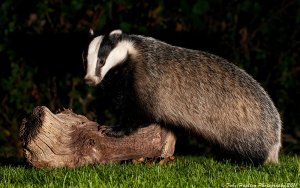 Posing Badger