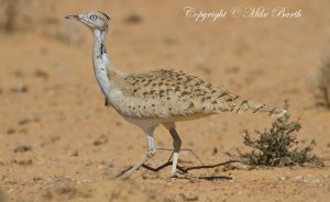 Houbara Bustard